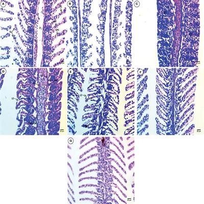 Polyethylene microplastics increases the tissue damage caused by 4-nonylphenol in the common carp (Cyprinus carpio) juvenile